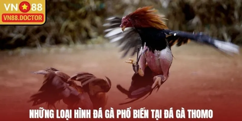 Các hình thức đá gà phổ biến tại đấu trường Thomo VN88  
