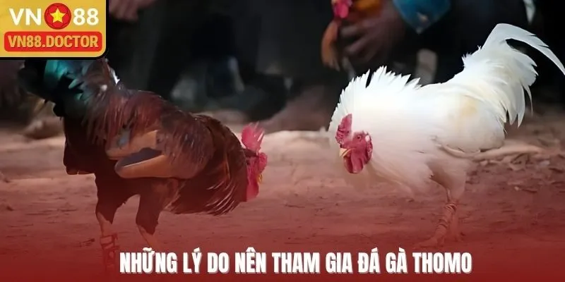 Những lý do nên tham gia đá gà Thomo 