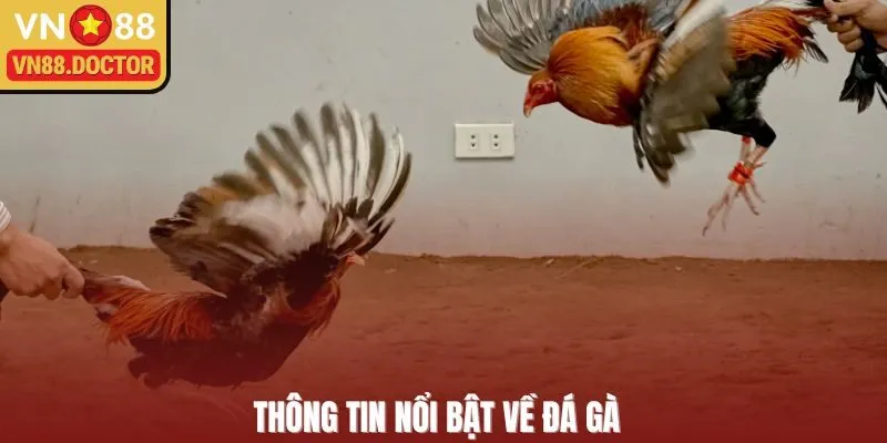 Thông tin nổi bật về đá gà 